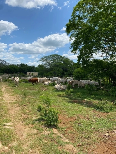 Mérida photo